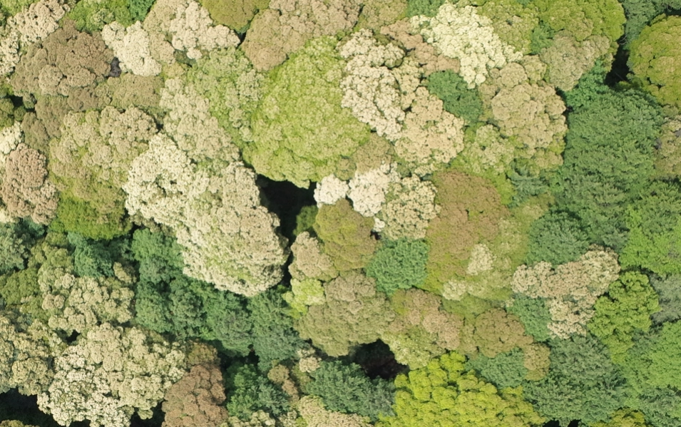 広葉樹林のオルソ画像