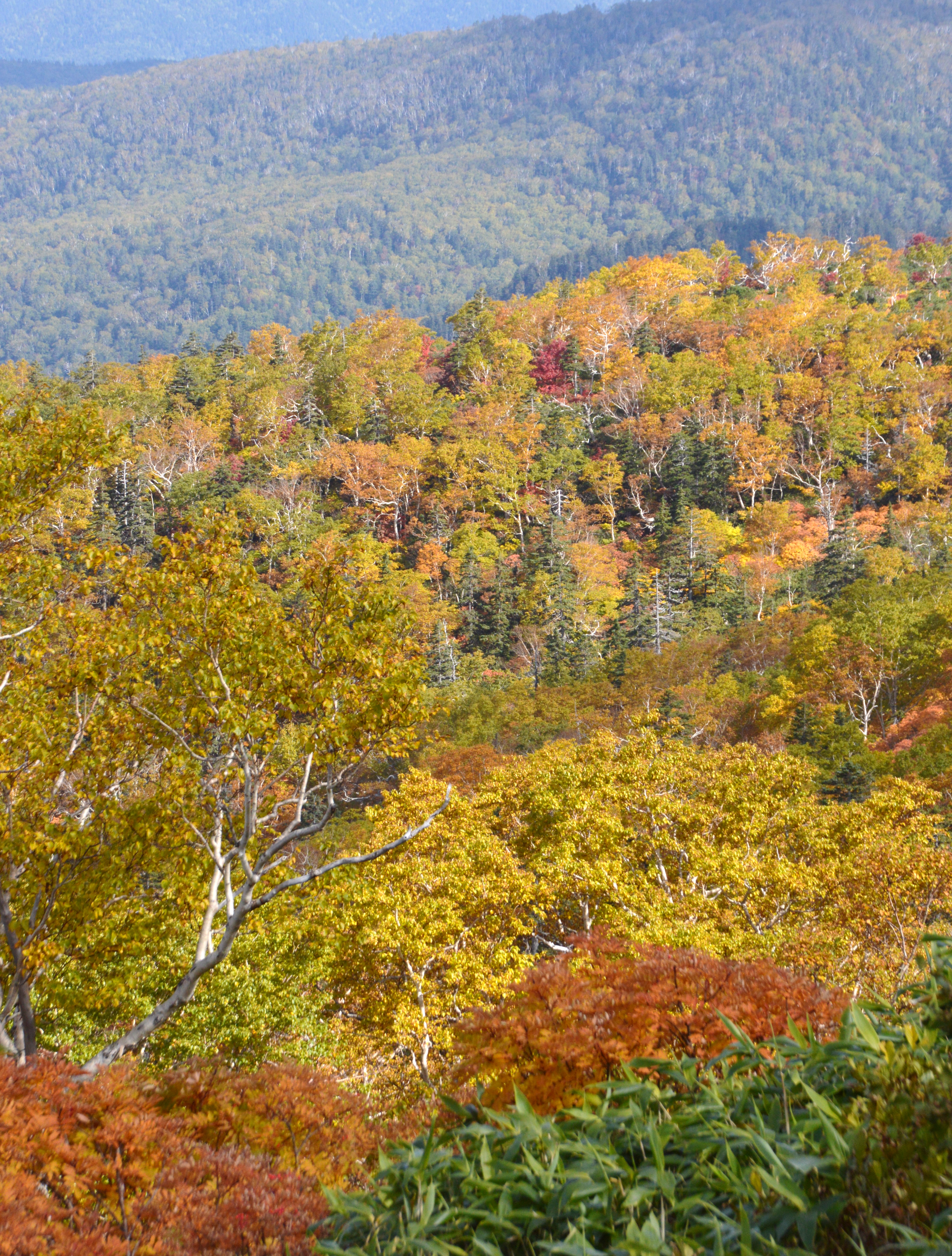 紅葉した針葉樹林の写真