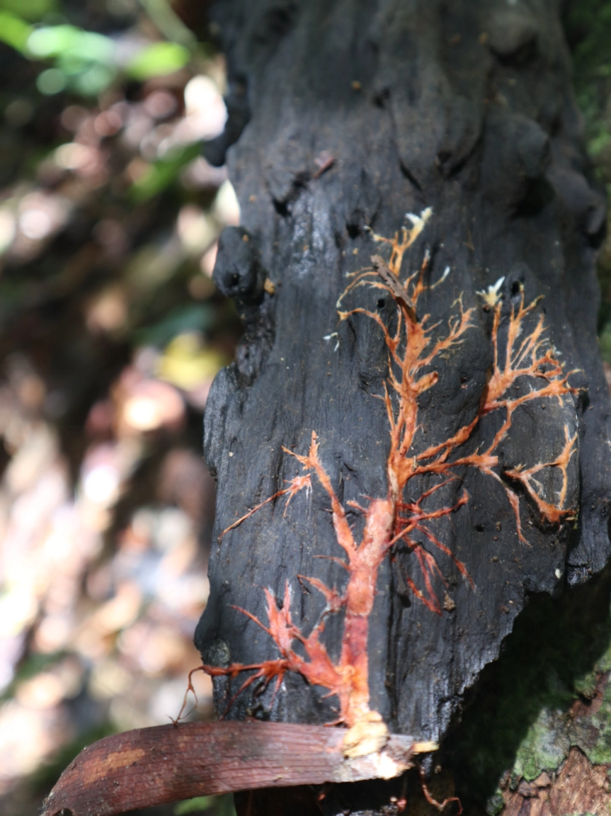 熱帯林の菌の写真