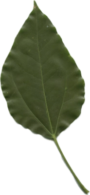 カクレミノのスキャン画像