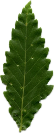 ミズナラのスキャン画像