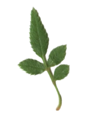 ノイバラ？のスキャン画像