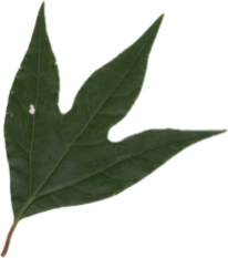 シロモジのスキャン画像