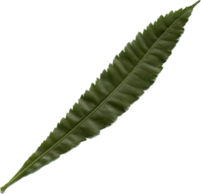 ヤマモモのスキャン画像